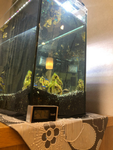 熱帯魚水槽セット