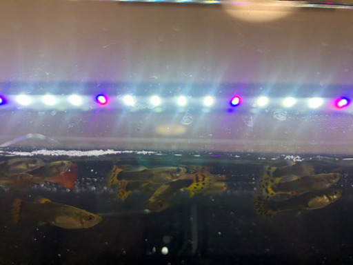 熱帯魚水槽セット