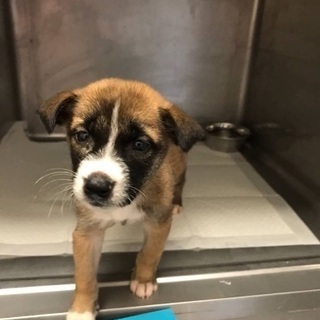 里親決定！有難うございました！　中型雑種の子犬兄弟が動物病院でご...