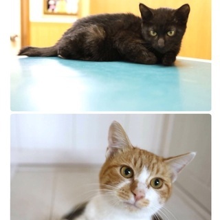 里親決定！有難うございました！　みなしご子猫兄弟🐱僕達と家族にな...