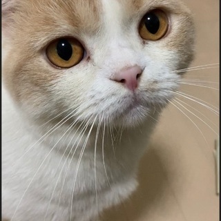 スコティッシュ♂2歳