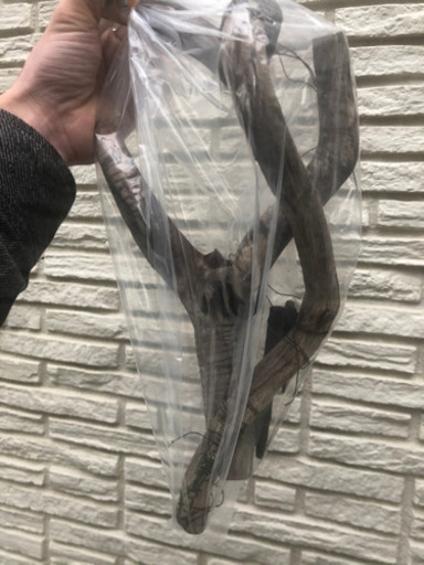 ✨大株✨?石付き水草と?アクアリウム用品のセット！バラ売り可能?