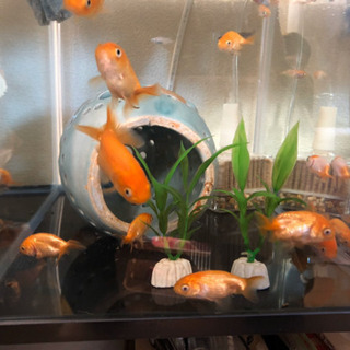 金魚らんちゅう10匹セット！水槽付きの場合3000円です！の画像