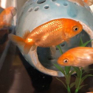 金魚らんちゅう10匹セット！水槽付きの場合3000円です！の画像