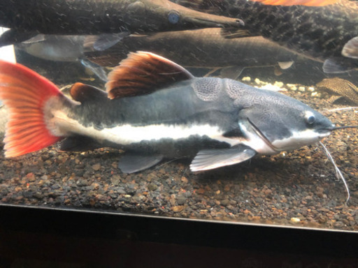 レッドテールキャット