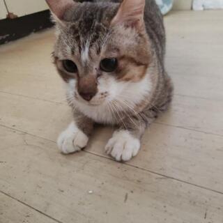 里親決定しました   成猫の里親 人懐っこい 茶トラ 