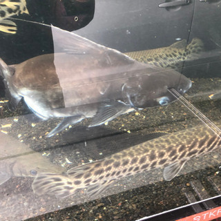 パールン