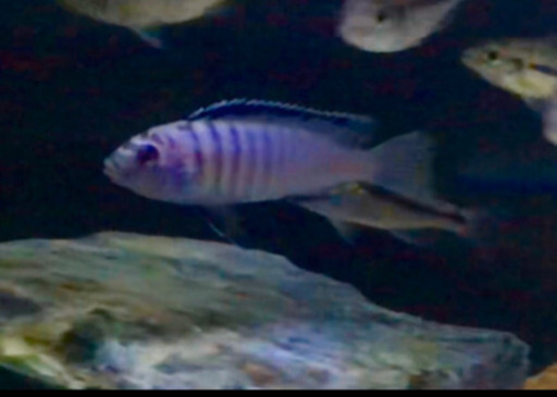 熱帯魚　魚