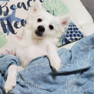 保護犬です。
