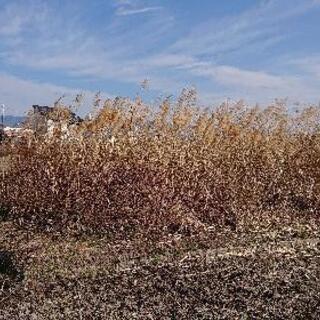 [相談中]農地貸し出し1年目無料 400坪