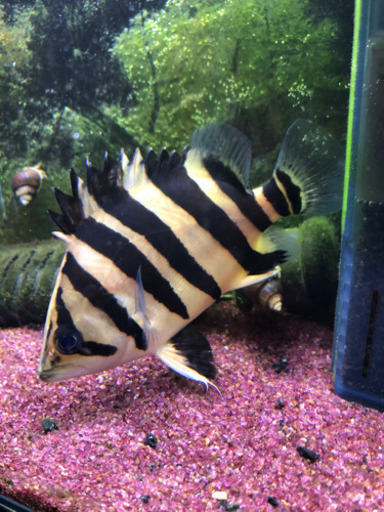 ダトニオプラスワン  パーフェクトバンド