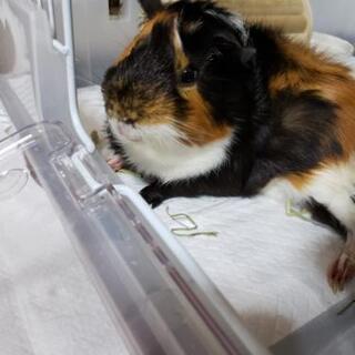 モルモット、動物好きな方いませんか(*^^*)？ - 大牟田