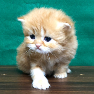 ２月の新着仔猫情報②