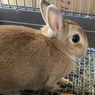 甘えん坊で活発な女の子🥰里親無事決まりました!!
