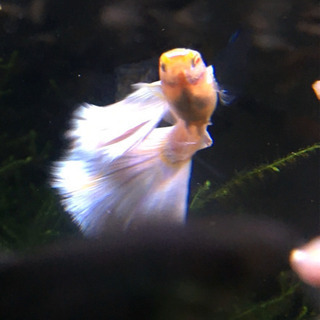 RREAドイツイエロータキシード　グッピー