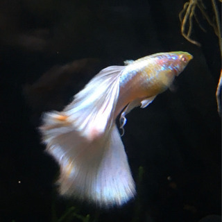 RREAドイツイエロータキシード　グッピーの画像