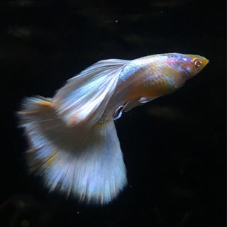 RREAドイツイエロータキシード　グッピーの画像