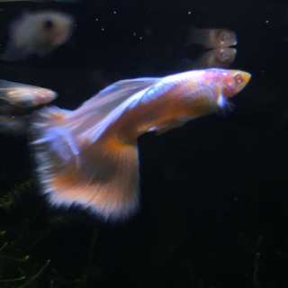 RREAドイツイエロータキシード　グッピーの画像