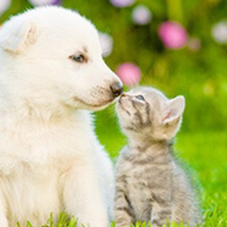 かわいい子犬、子猫等の小動物系の披露❣️