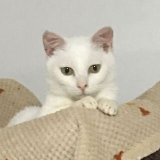 まんまる顔・白い猫♪やさしい♪8か月