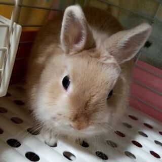 うさぎ　ウサギ　ネザーランド　8ヶ月、オス