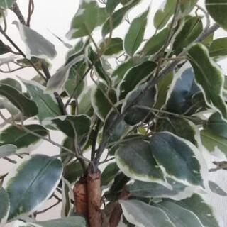 光触媒の観葉植物のオブジェ