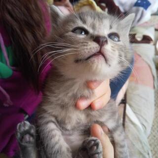 とても可愛い子猫譲ります！♡
