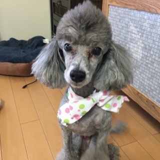 お願いします
