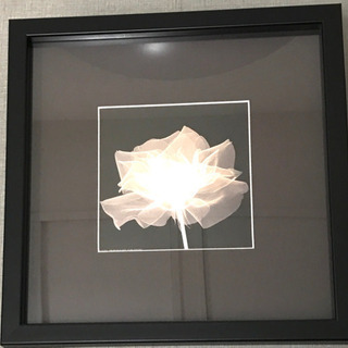 フラワー レントゲン 写真 X線 X-ray①