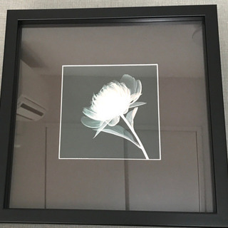 フラワー レントゲン 写真 X線 X-ray③