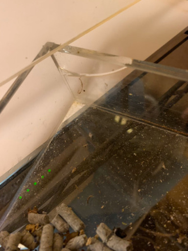 フクロモモンガ　アクリルゲージ