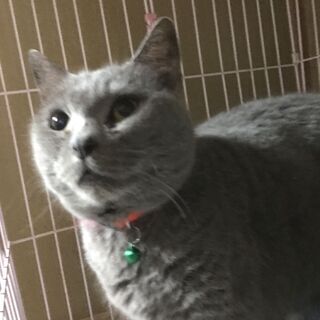 シャルトリュー　ふっくら人懐っこい♪活発な猫♪