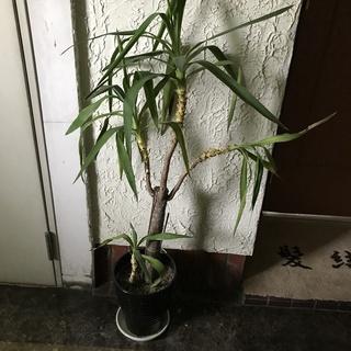 植木鉢各種　園芸用土　その他の画像