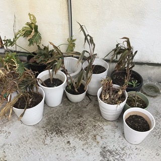 植木鉢各種　園芸用土　その他