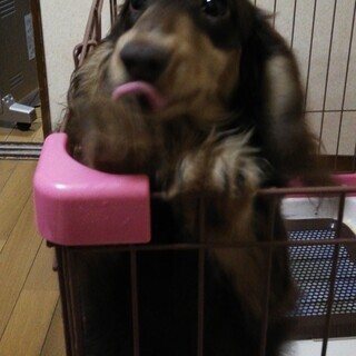生後7ヶ月のミニチュアダックスフンドの子犬里親募集！