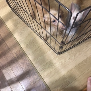やむなく保護しましたダックス