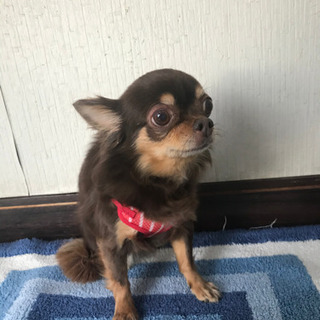 チワワ  老犬　雌 - 新見市