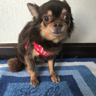 チワワ  老犬　雌