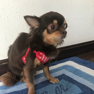 チワワ  老犬　雌 - 犬