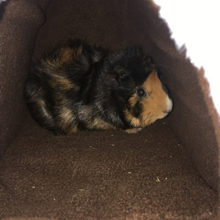 モルモット3ヶ月オス