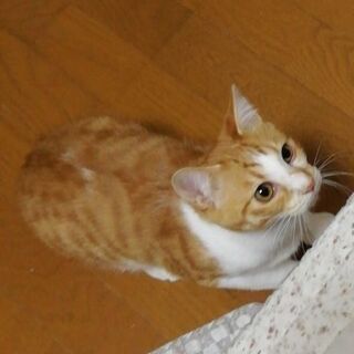 ぼくを家族にしてください