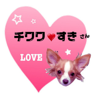 チワワ仲間募集💓