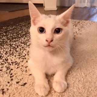 兄弟猫 2019.9生まれ