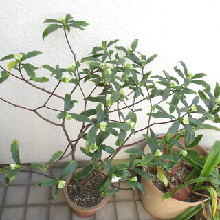 沈丁花の白花　1ｍくらいの高さで花の部分のひろがりは70㎝位あり...