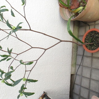 沈丁花の白花　1ｍくらいの高さで花の部分のひろがりは70㎝位あります 他2鉢花の部分がやや小さめのもありますの画像