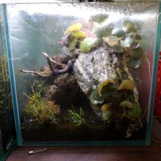 テラリウム　ユキノシタ等アクセサリつき