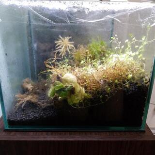 テラリウム　ユキノシタ等アクセサリつきの画像