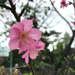 お喋りと出かける女性友達募集 - 糸満市