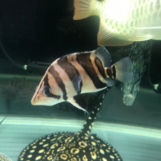 ダトニオ±13cm 片面リアルバンド レアなジャンビ産