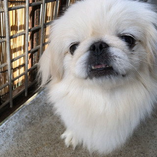 犬猫譲渡会開催延期のお知らせ